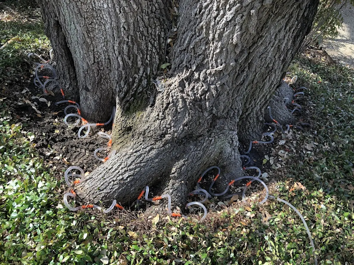 Detailed Tree Cabling and Bracing job site in Oriskany